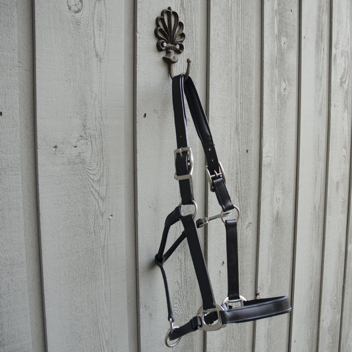 Black leather halter with stainless hardware